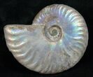 Silver Iridescent Ammonite - Madagascar #13698-1